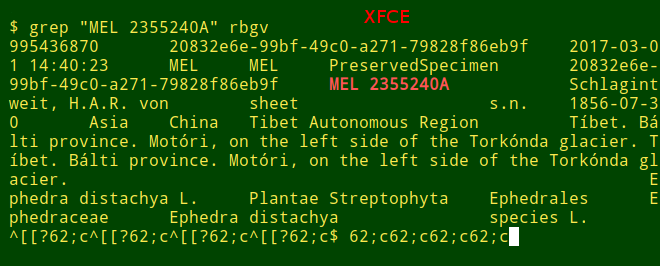 xfce-terminal