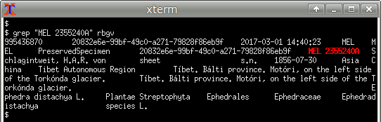 xterm