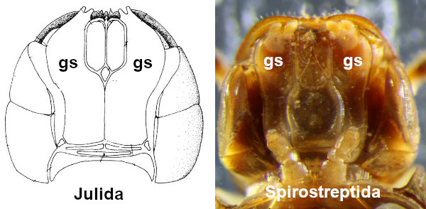 gnathochilaria