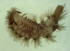 Polyxenida