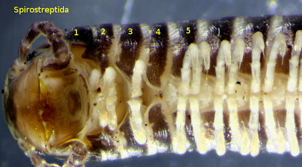 Spirostreptida ventral