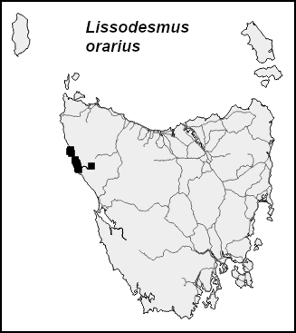 lisora