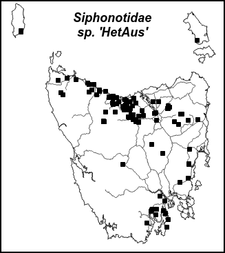 hetaus