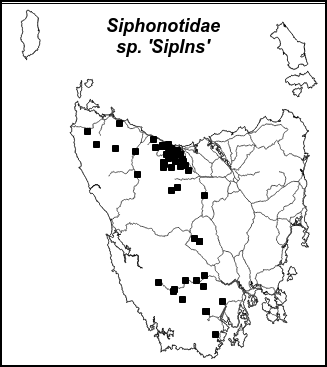 sipins