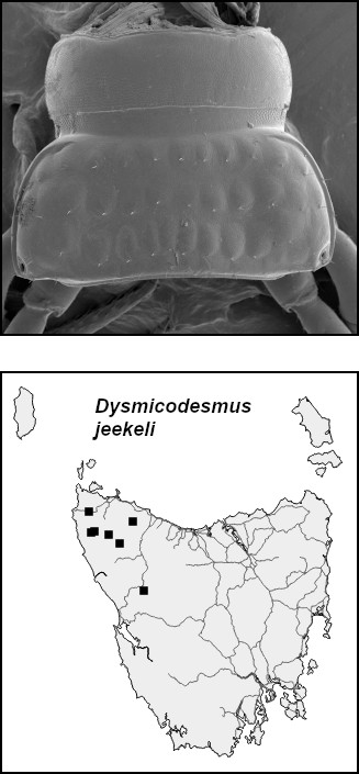 dysjee