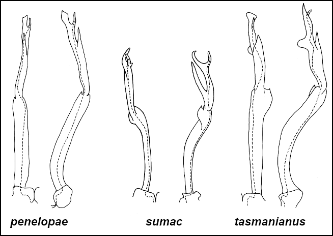 gonopods