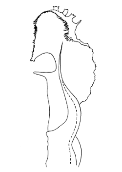 Bromodesmus