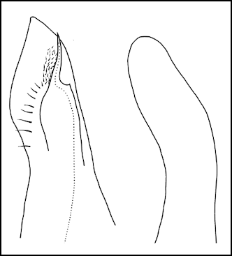 amafos