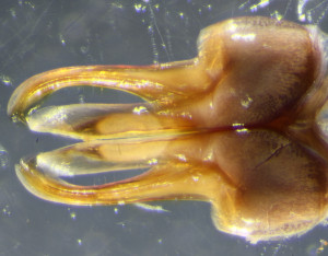 Amastigogonus gonopods