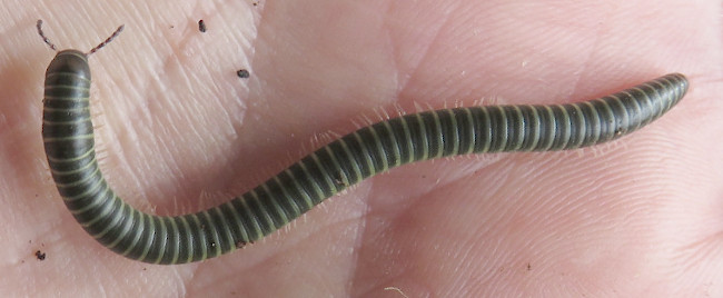 A. fossuliger