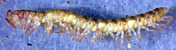 Vic Polydactylogonus