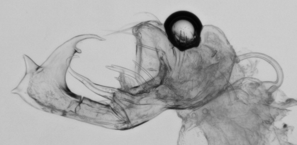 M77 gonopod