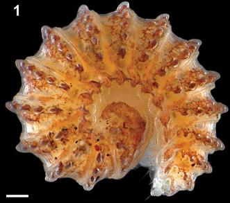 Ammodesmus granum