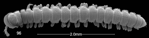 Benedictesmus aureus